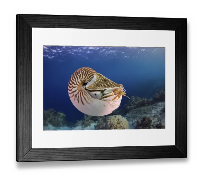 Framed Print : Nautilus (Nautilus belauensis), Palau, Oceania Framed Print : Nautilus (Nautilus belauensis), Palau, Oceania