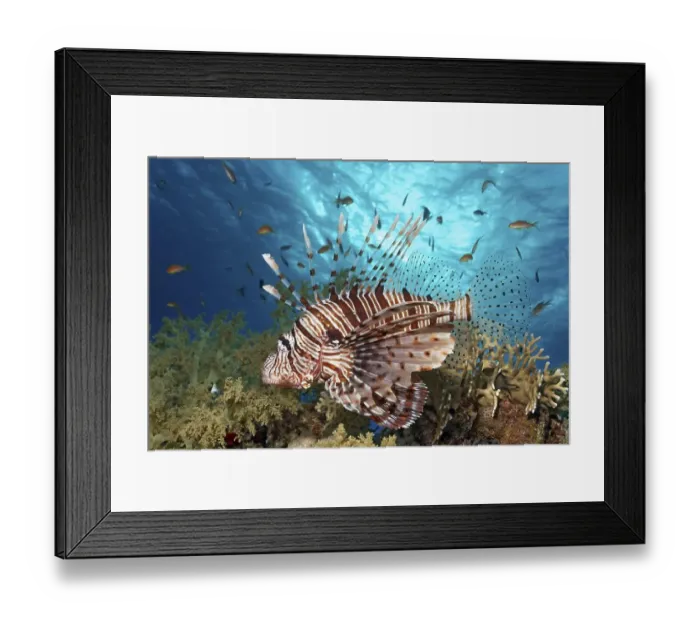 Framed Print : Red Lionfish (Pterois volitans)