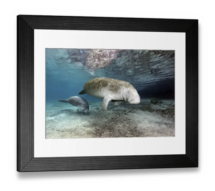 Framed Print : West Indian manatees (Trichechus manatus) Framed Print : West Indian manatees (Trichechus manatus)