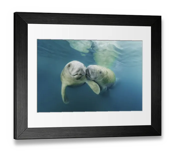 Framed Print : Two West Indian manatees (Trichechus manatus) Framed Print : Two West Indian manatees (Trichechus manatus)