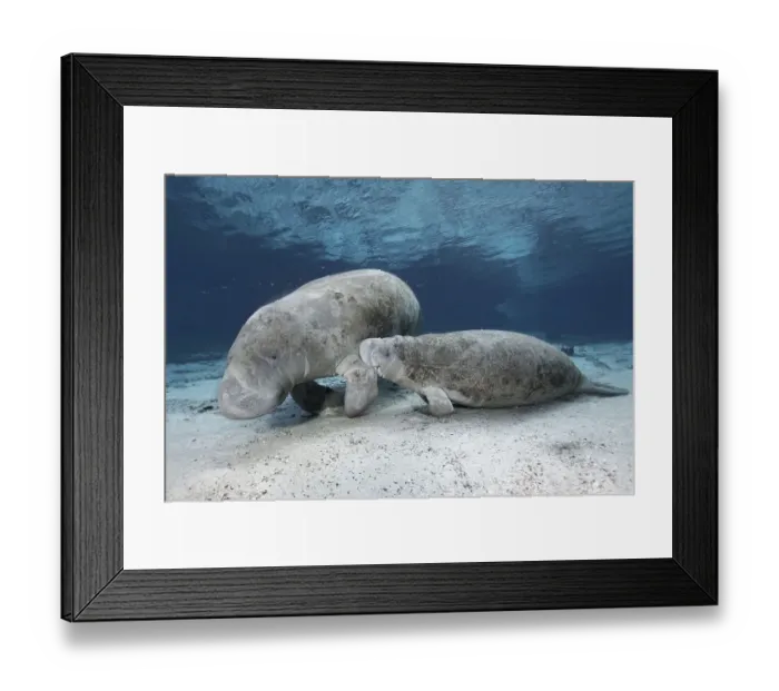 Framed Print : West Indian manatees (Trichechus manatus) Framed Print : West Indian manatees (Trichechus manatus)