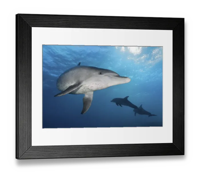 Framed Print : Bottlenose dolphins (Tursiops truncatus)