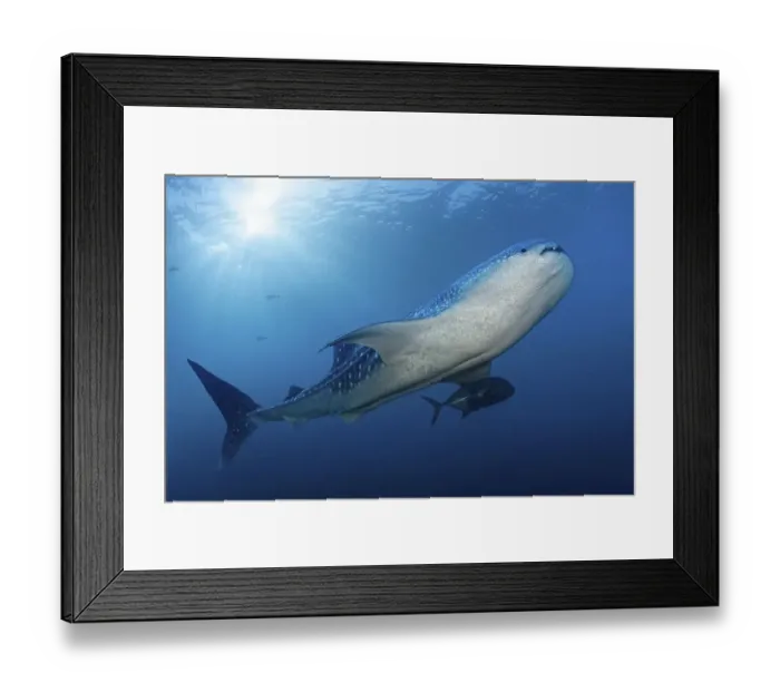 Framed Print : Whale shark (Rhincodon typus) swimming against the light