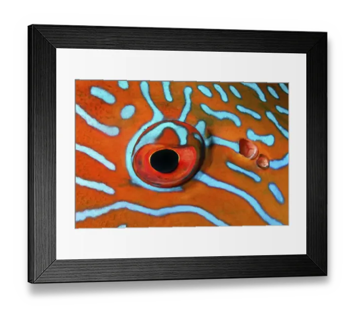 Framed Print : Highfin coralgrouper (Plectropomus oligacanthus)