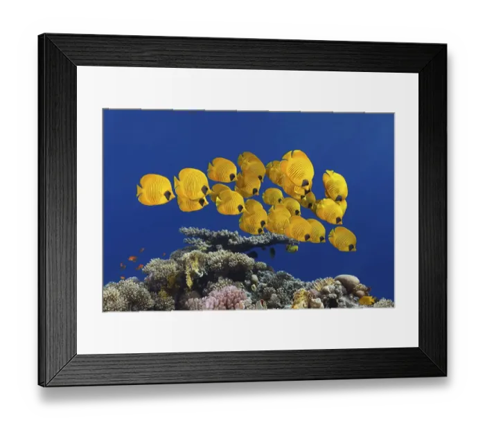 Framed Print : Swarm Bluecheek butterflyfishes (Chaetodon semilarvatus) Framed Print : Swarm Bluecheek butterflyfishes (Chaetodon semilarvatus)