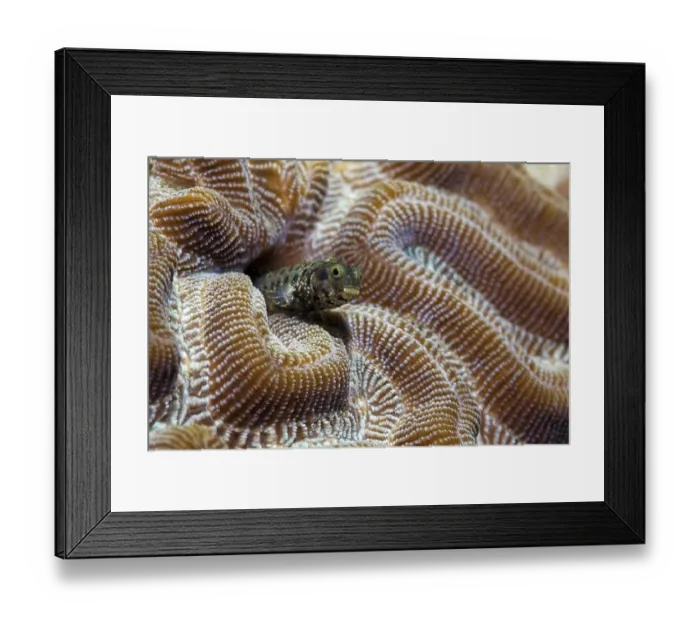 Framed Print : Banded pike blenny (Acanthemblemaria maria) Framed Print : Banded pike blenny (Acanthemblemaria maria)