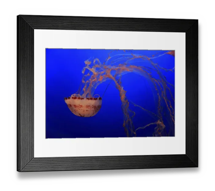Framed Print : Purple-striped Jellyfish (Chrysaora colorata)