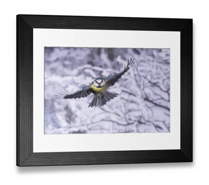 Framed Print : Blue tit (Parus caeruleus), blue tit in flight Framed Print : Blue tit (Parus caeruleus), blue tit in flight