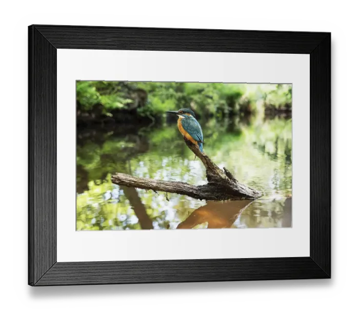 Framed Print : Common kingfisher (Alcedo atthis)