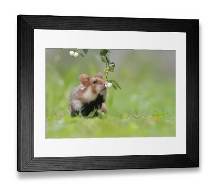 Framed Print : European hamster (Cricetus cricetus) Framed Print : European hamster (Cricetus cricetus)