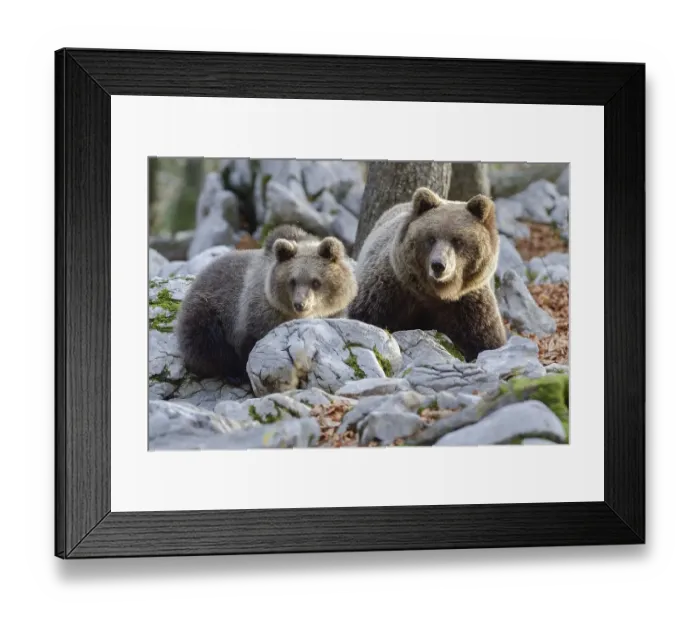 Framed Print : European brown bear or Eurasian brown bear (Ursus arctos arctos)