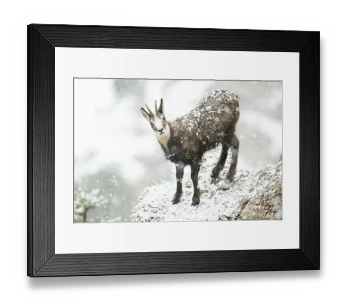 Framed Print : Chamois or chamois, young chamois buck (Rupicapra rupicapra) during heavy snowfall Framed Print : Chamois or chamois, young chamois buck (Rupicapra rupicapra) during heavy snowfall