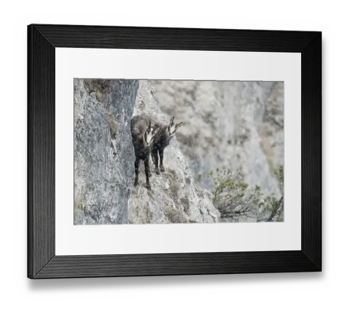 Framed Print : Chamois, chamois goat with fawn standing in rocky terrain with light snowfall