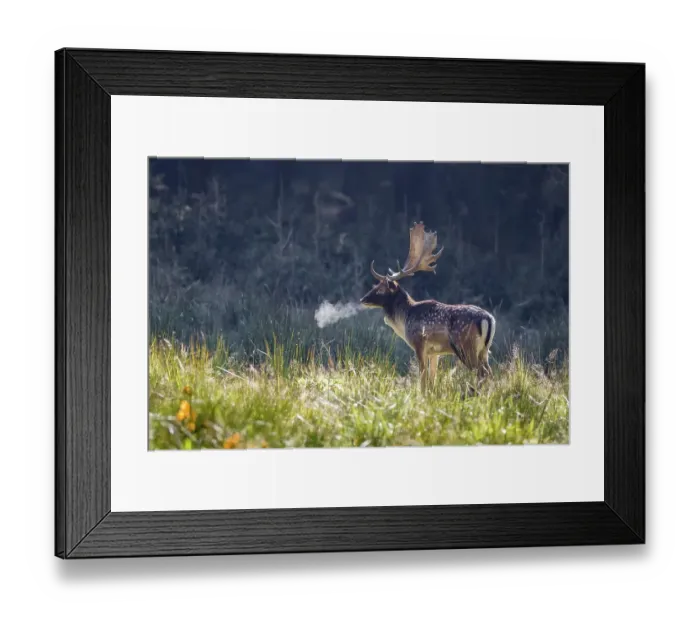 Framed Print : Fallow deer (Dama dama), stag in autumn