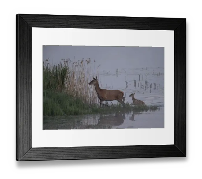 Framed Print : Red deer, female and young, Lausitz Framed Print : Red deer, female and young, Lausitz