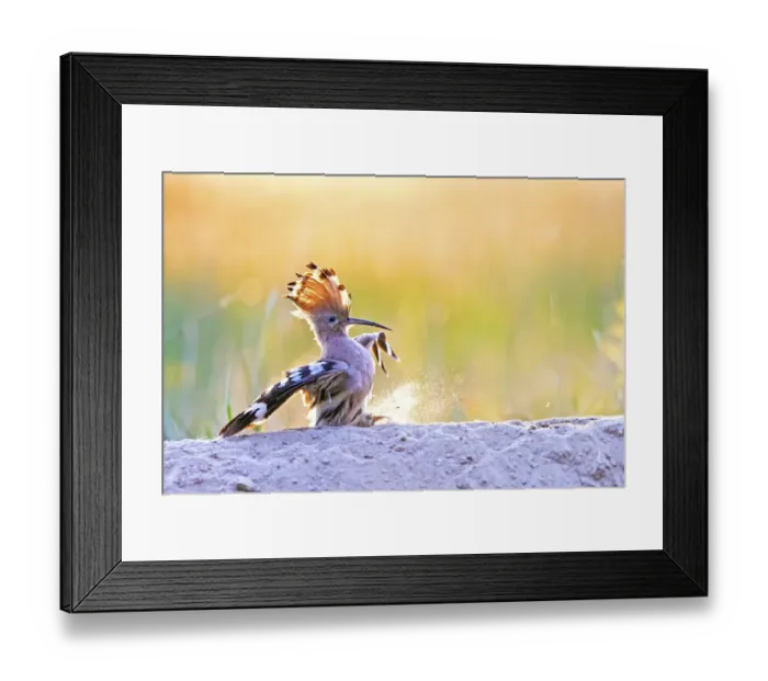 Framed Print : Hoopoe (Upupa epops) lands on a sand mountain Framed Print : Hoopoe (Upupa epops) lands on a sand mountain