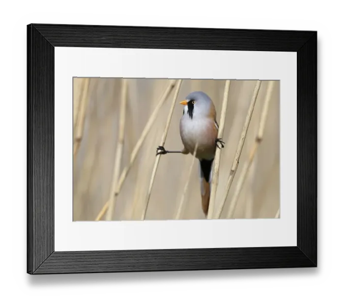 Framed Print : Male bearded reedling (Panurus biarmicus) between reeds
