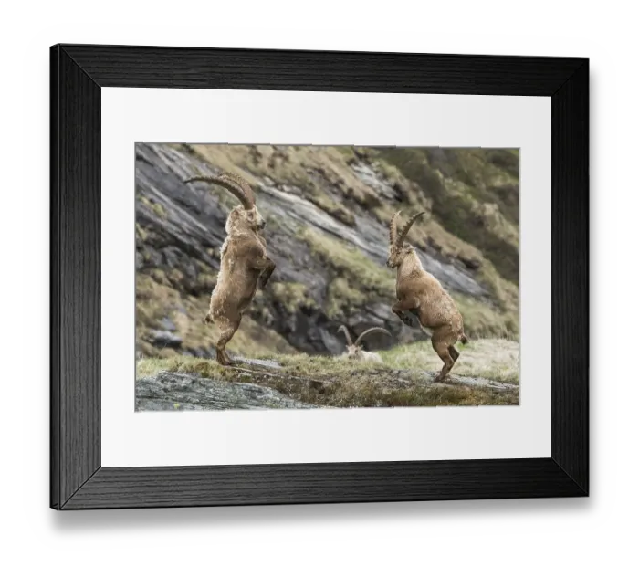 Framed Print : Alpine Ibexes (Capra Ibex), fighting for the dominance hierarchy