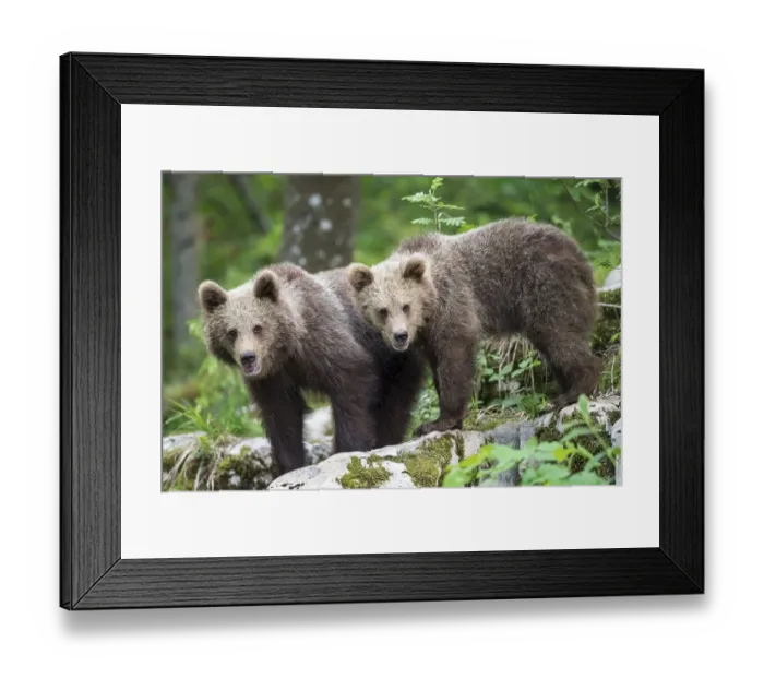 Framed Print : European brown bear (Ursus arctos arctos)