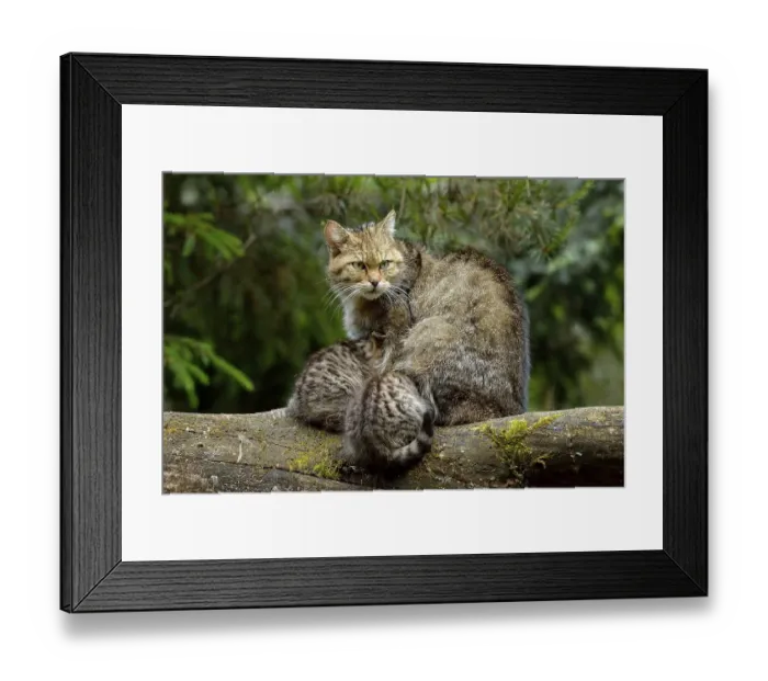 Framed Print : European Wildcat (Felis silvestris silvestris)