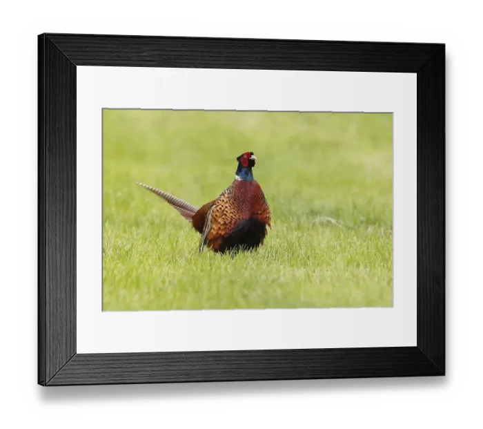 Framed Print : Common pheasant (Phasianus colchicus) cock standing in meadow Framed Print : Common pheasant (Phasianus colchicus) cock standing in meadow