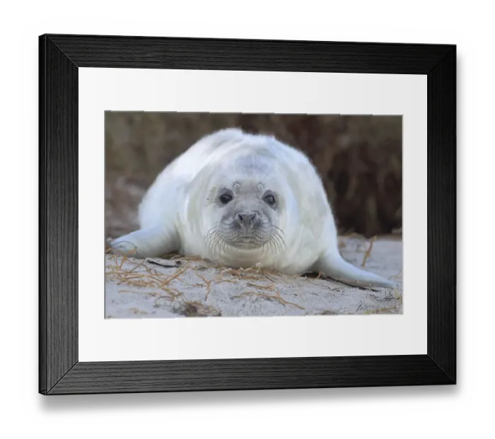 Framed Print : Grey Seal (Halichoerus grypus)