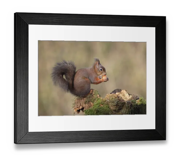 Framed Print : Eurasian red squirrel (Sciurus vulgaris) sits on mossy deadwood and eats a nut