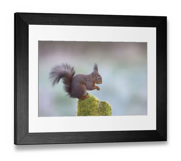 Framed Print : Eurasian red squirrel (Sciurus vulgaris)