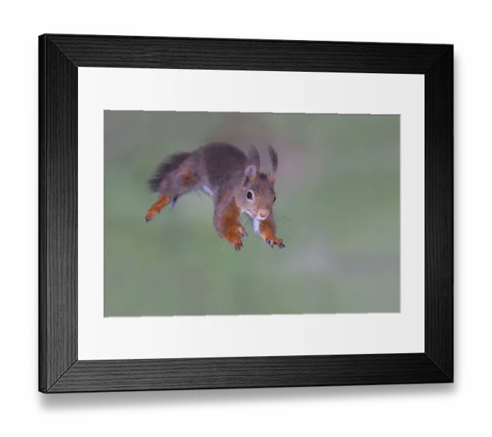 Framed Print : Eurasian red squirrel (Sciurus vulgaris) Framed Print : Eurasian red squirrel (Sciurus vulgaris)