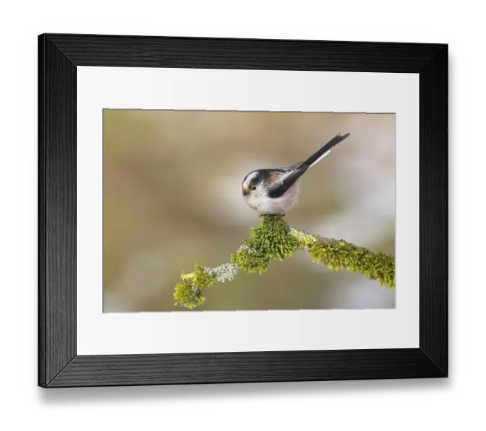 Framed Print : Long-tailed tit (Aegithalos caudatus) Framed Print : Long-tailed tit (Aegithalos caudatus)
