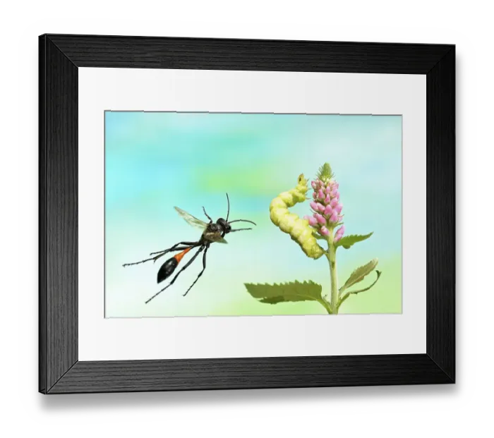 Framed Print : Red-banded sand wasp (Ammophila sabulosa) Framed Print : Red-banded sand wasp (Ammophila sabulosa)
