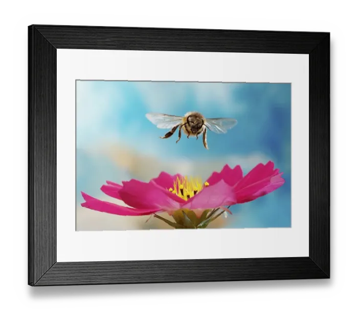 Framed Print : Honey bee (Apis mellifera), flying over pink flower of a Cosmos (Cosmos)