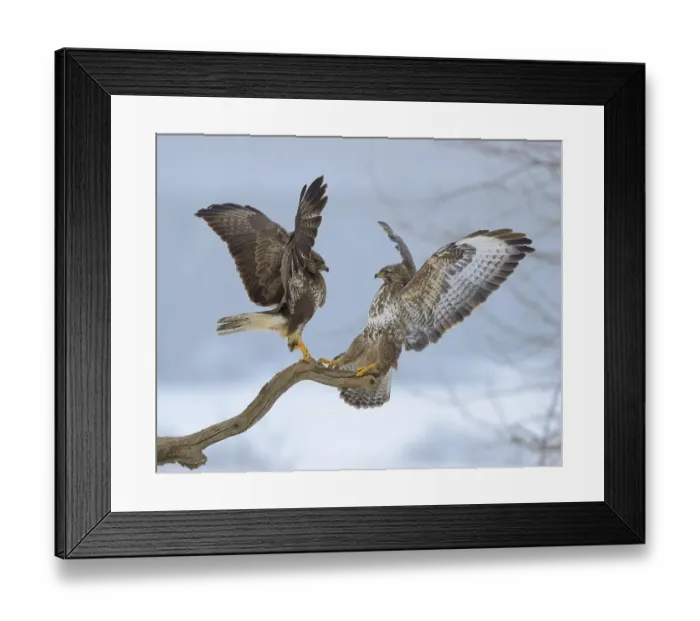 Framed Print : Common buzzards (Buteo buteo), quarrel over perch Framed Print : Common buzzards (Buteo buteo), quarrel over perch