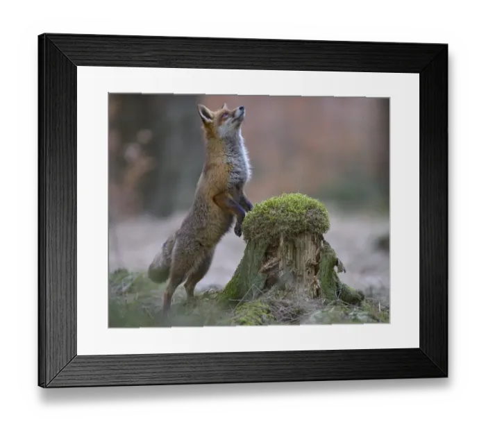 Framed Print : Red fox (Vulpes vulpes) standing erect at a mossy tree stump