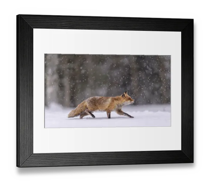 Framed Print : Red fox (Vulpes vulpes), runs in snow with snowfall Framed Print : Red fox (Vulpes vulpes), runs in snow with snowfall