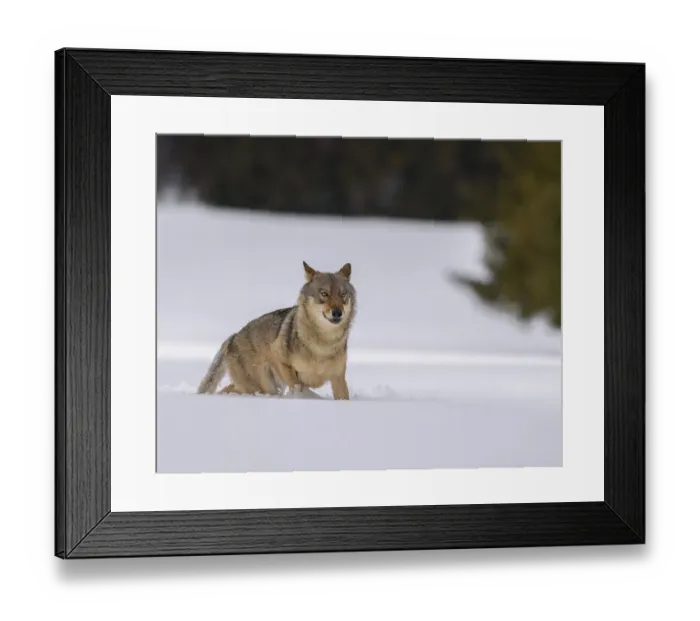 Framed Print : Gray wolf (Canis lupus), runs through deep snow Framed Print : Gray wolf (Canis lupus), runs through deep snow
