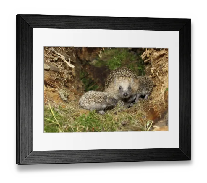 Framed Print : European Hedgehog (Erinaceus europaeus) with young Framed Print : European Hedgehog (Erinaceus europaeus) with young