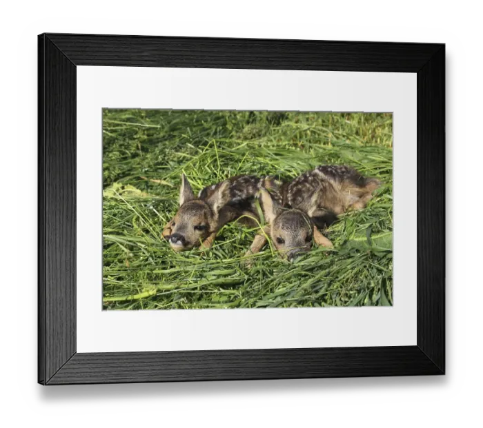 Framed Print : European roe deerkitze ( Capreolus capreolus)