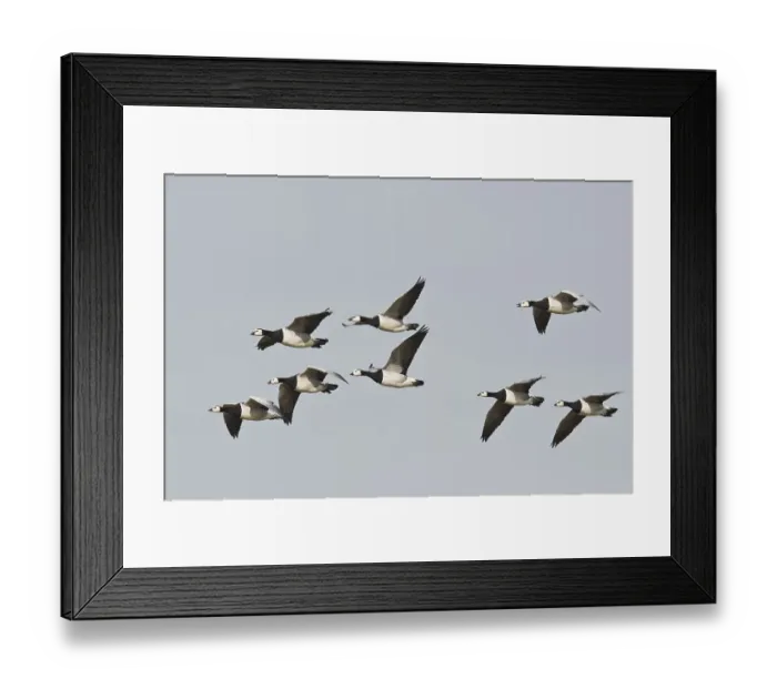 Framed Print : Barnacle Geese, White-fronted Geese (Branta leucopsis)
