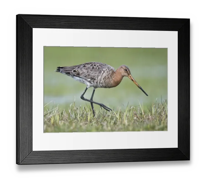 Framed Print : Black-tailed godwit (Limosa limosa) Framed Print : Black-tailed godwit (Limosa limosa)