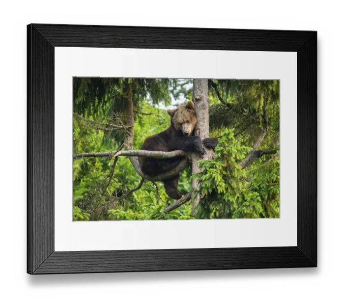 Framed Print : European Brown bear (Ursus arctos) sitting in a tree