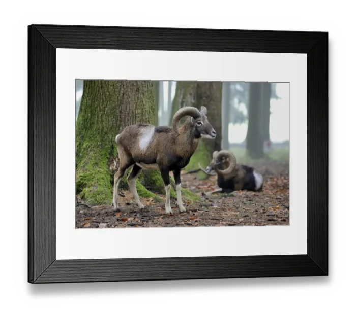 Framed Print : European mouflon (Ovis orientalis musimon) Framed Print : European mouflon (Ovis orientalis musimon)