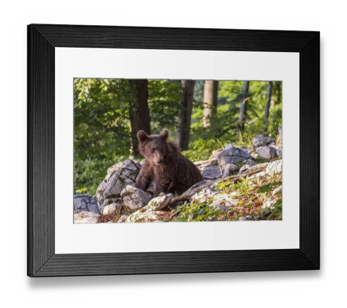 Framed Print : European Brown bear (Ursus arctos) Framed Print : European Brown bear (Ursus arctos)
