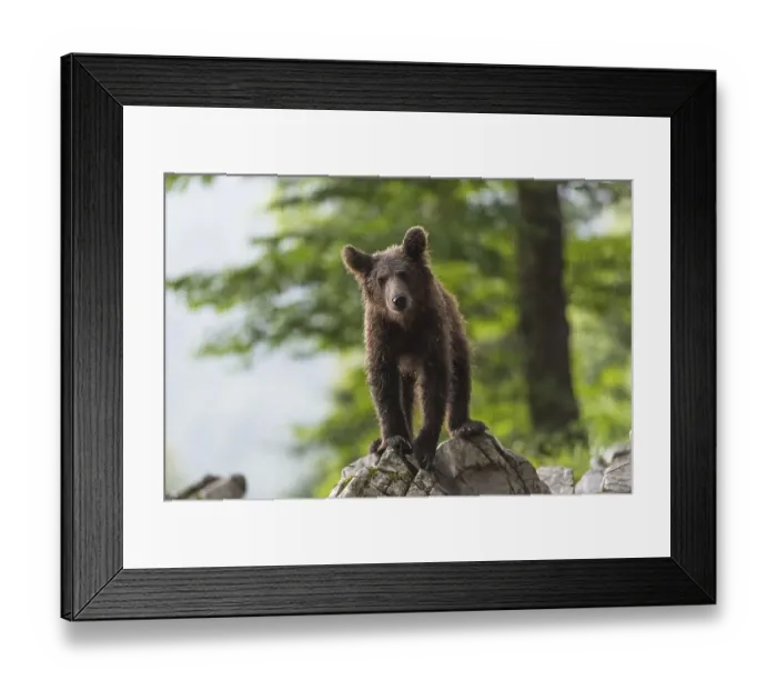 Framed Print : European Brown bear (Ursus arctos) Framed Print : European Brown bear (Ursus arctos)