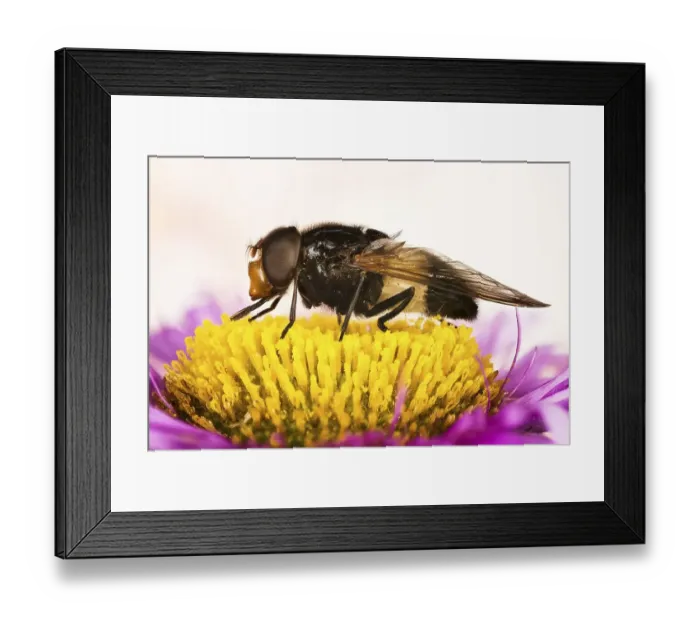 Framed Print : Macro Focus Stacking, Pellucid Fly or Pellucid Hoverflies or Large Pied-hoverfly (Volucella pellucens) on flower