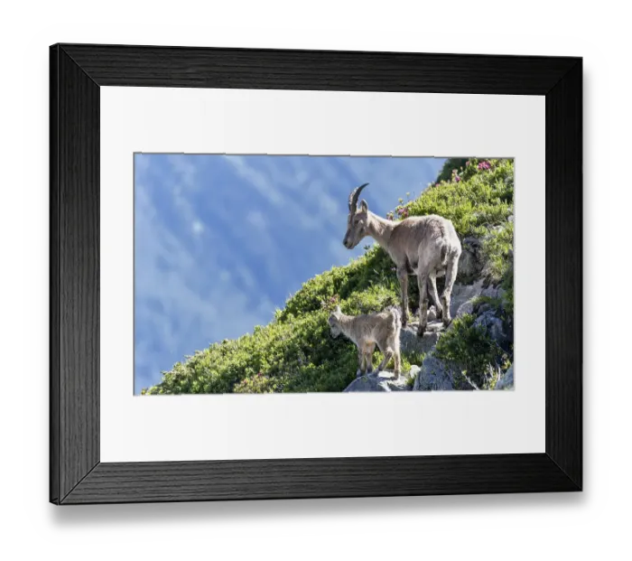 Framed Print : Alpine Ibexes (Capra ibex), mother with young on rocks