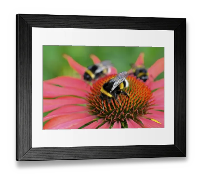 Framed Print : Buff-tailed bumblebees (Bombus terrestris) on Echinacea purpurea (Echinacea purpurea)