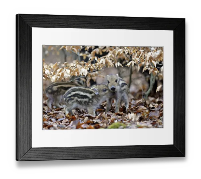 Framed Print : Wild boars (Sus scrofa), two young shoats