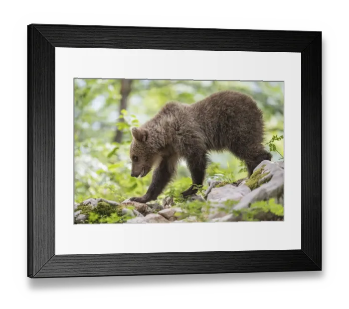 Framed Print : European brown bear (Ursus arctos arctos) young animal in the forest