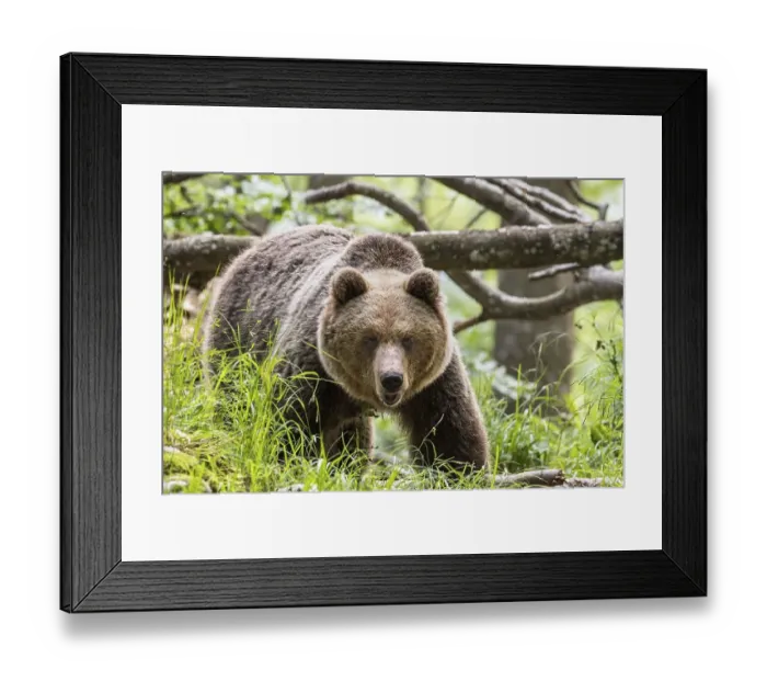 Framed Print : European brown bear (Ursus arctos arctos) in forest